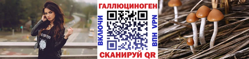 Галлюциногенные грибы Psilocybe  купить наркотики сайты  кракен зеркало  Касимов 